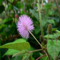 Benefits of mimosa pudica in ayurveda